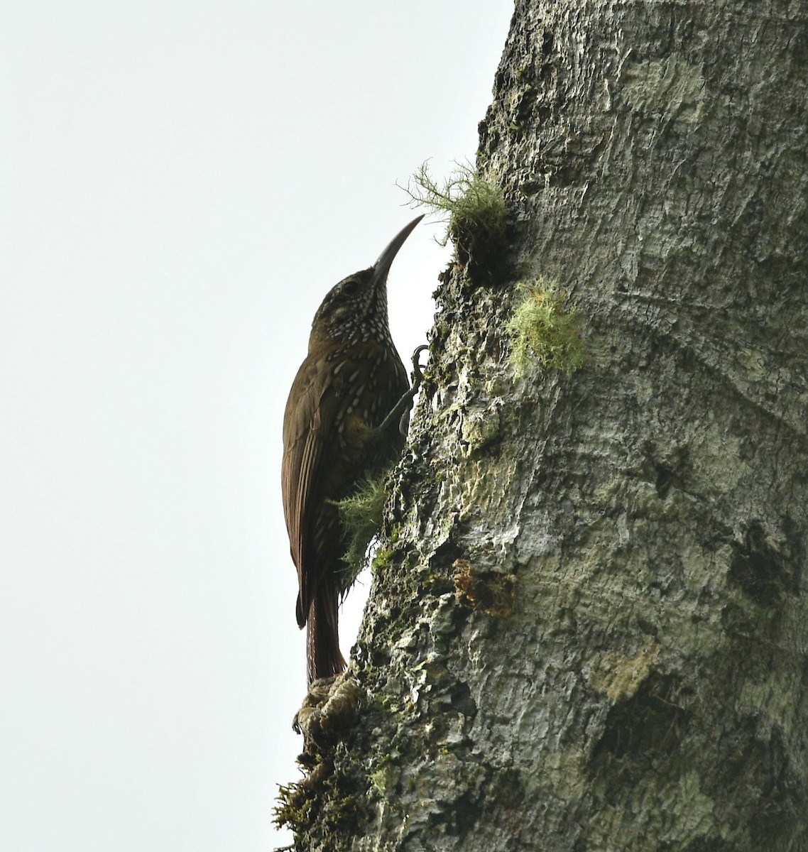 Montane Woodcreeper - Eugenia Boggiano