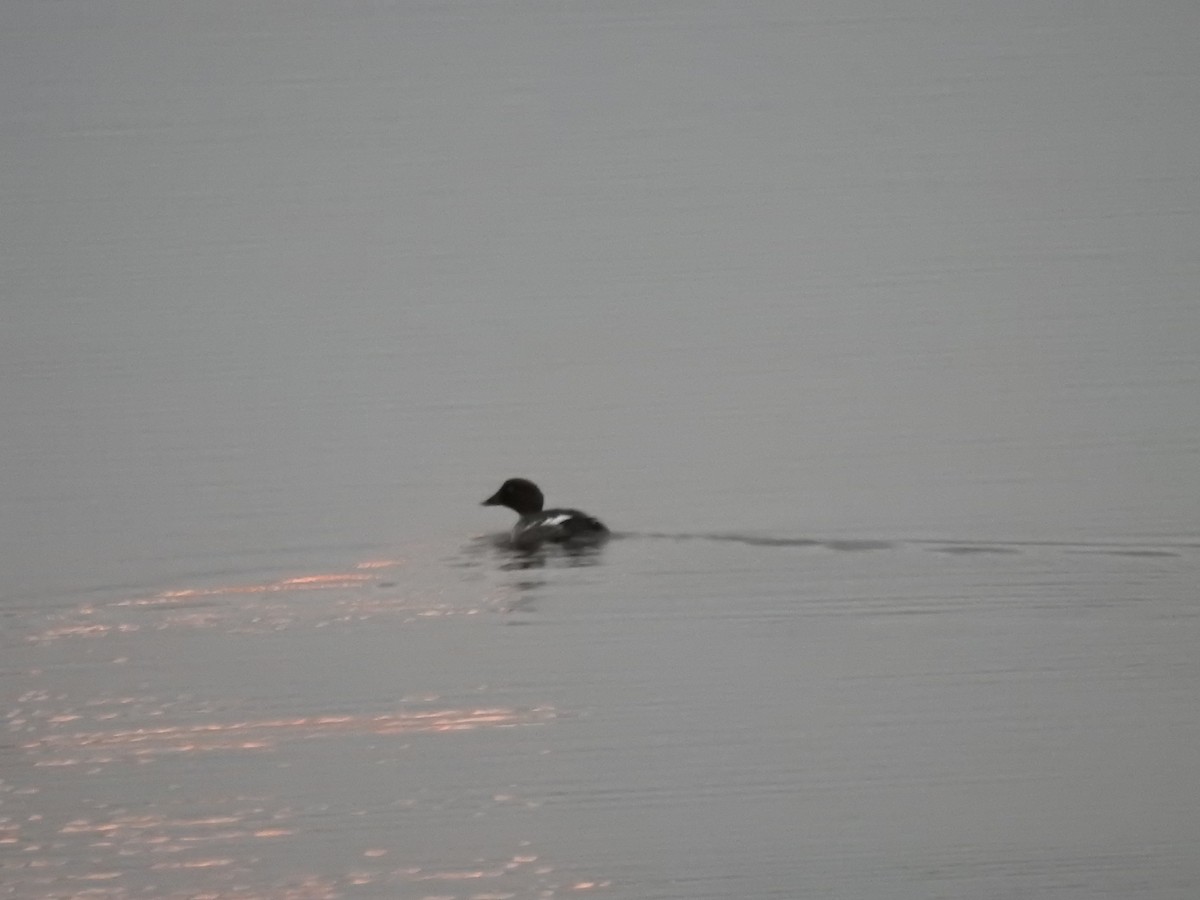 Common Goldeneye - ML614113841