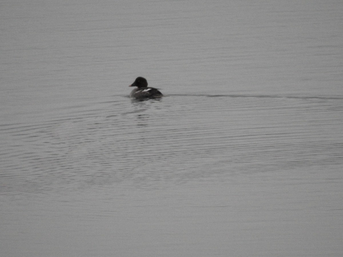 Common Goldeneye - ML614113842