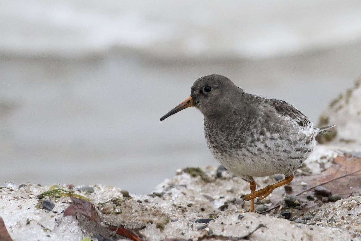 Purple Sandpiper - ML614113914