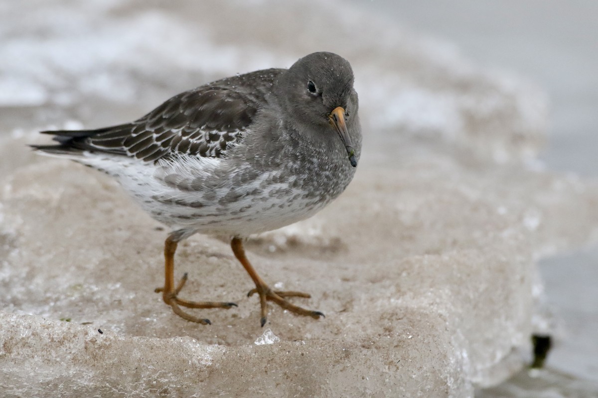 Purple Sandpiper - ML614113918