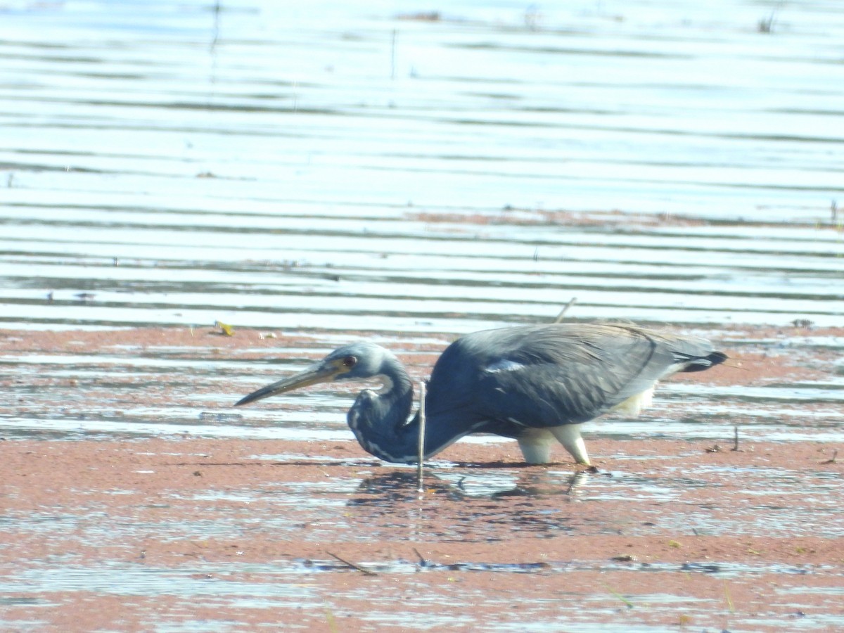 Tricolored Heron - ML614114097