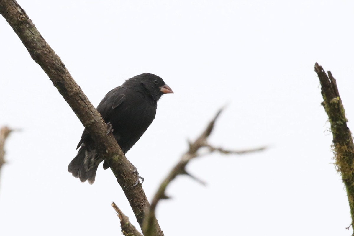 Small Ground-Finch - ML614114102