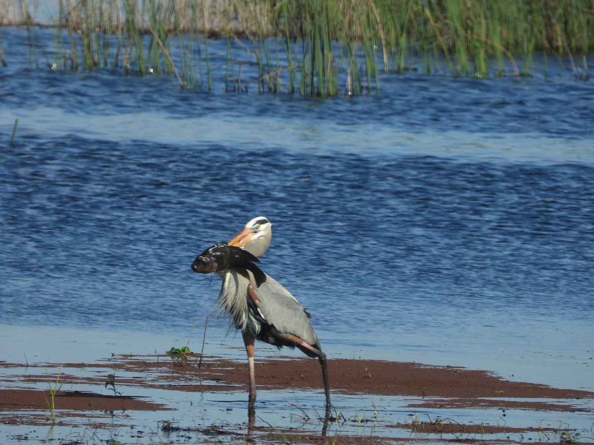 Great Blue Heron - George Koppel