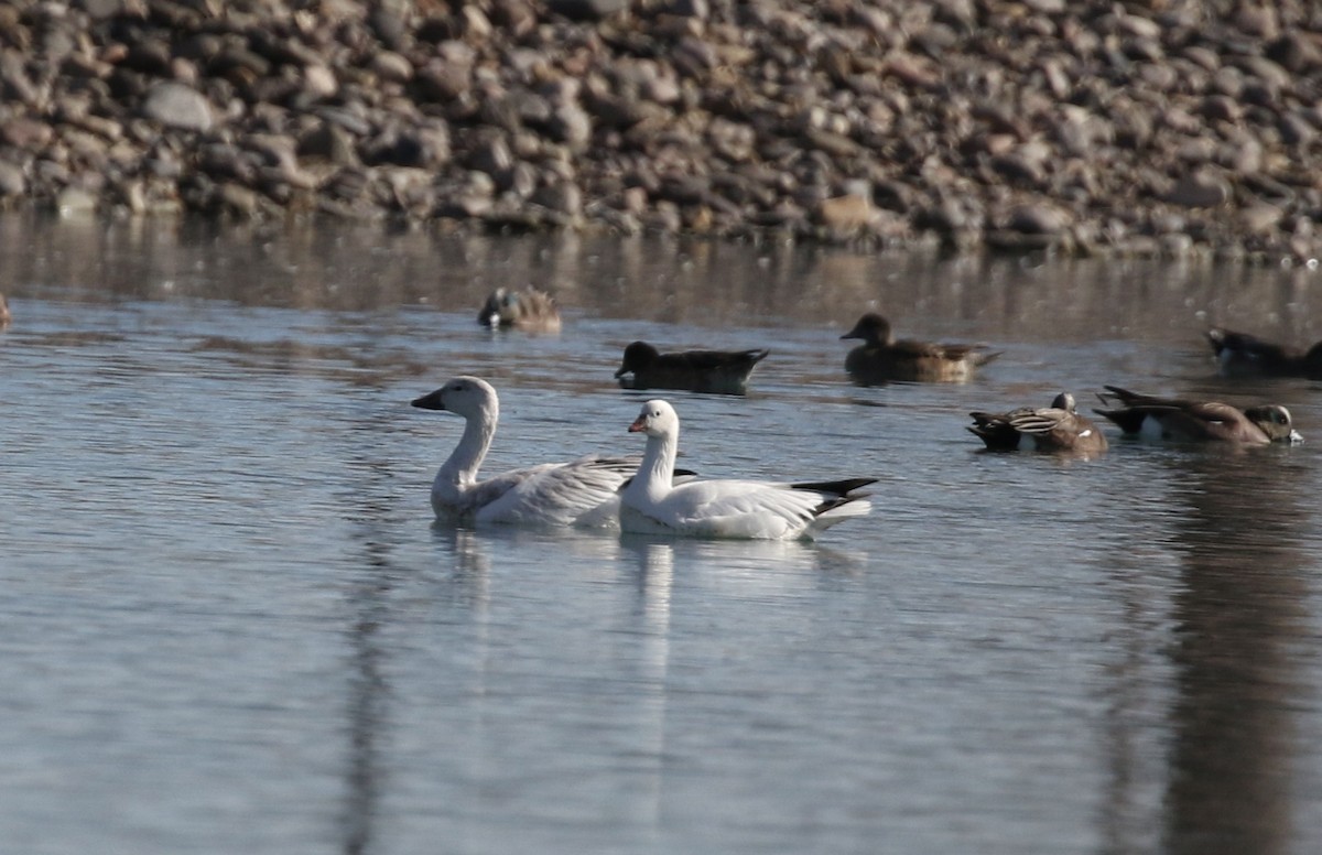 Snow Goose - Mary Backus