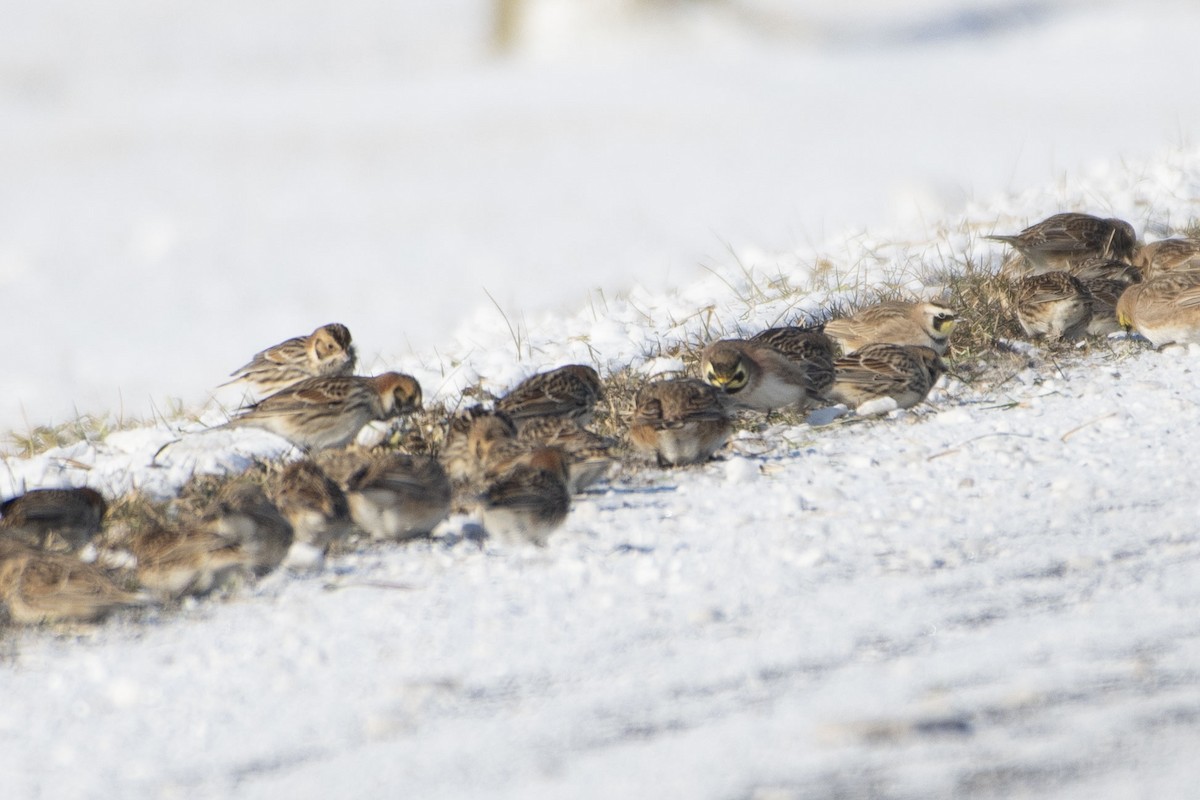 Lapland Longspur - Kori Sedmak