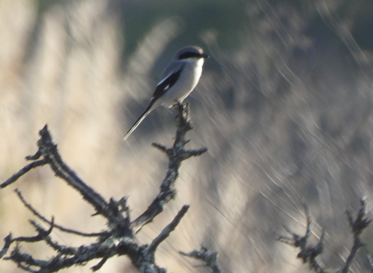 Loggerhead Shrike - ML614114210