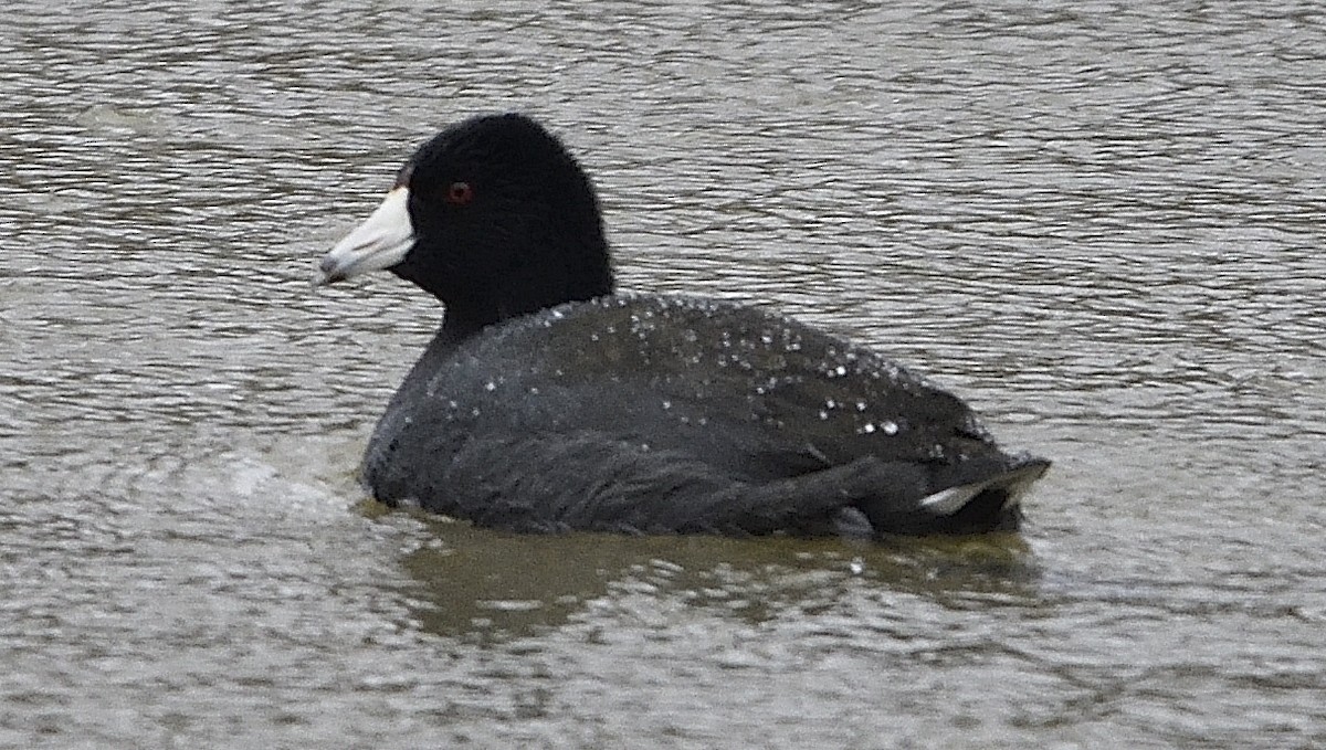 American Coot (Red-shielded) - ML614114218