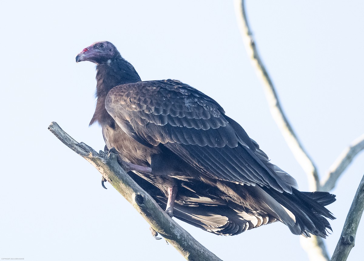 Turkey Vulture - ML614114253