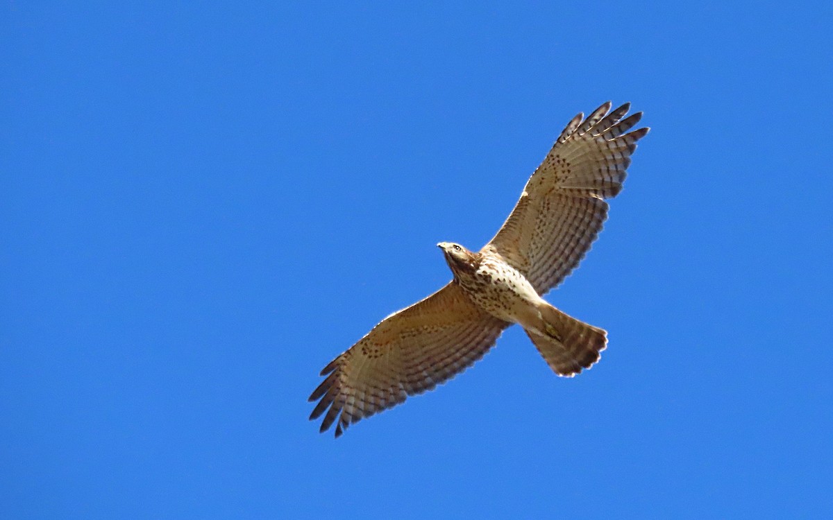 Rotschulterbussard - ML614114361