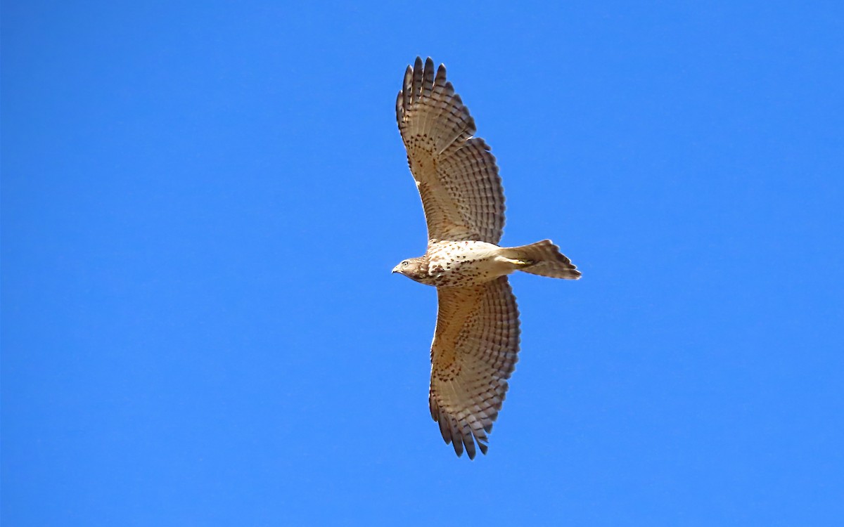 Rotschulterbussard - ML614114363