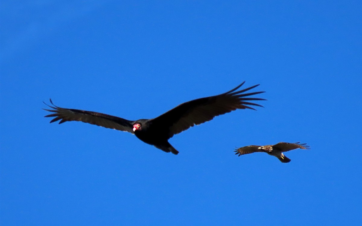 Turkey Vulture - ML614114378