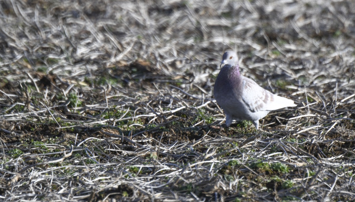 Rock Pigeon (Feral Pigeon) - Tom and Janet Kuehl