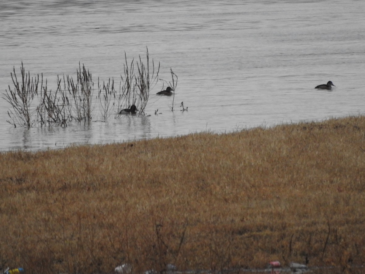 Ring-necked Duck - ML614114397