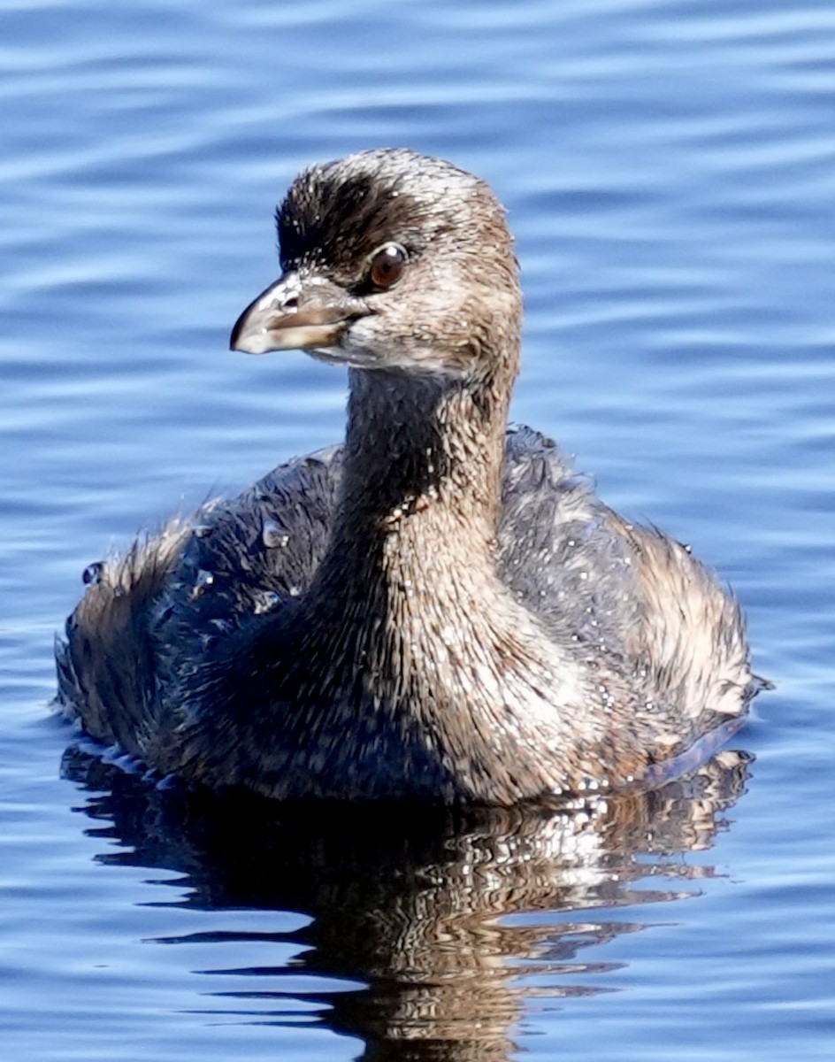 Pied-billed Grebe - ML614114491