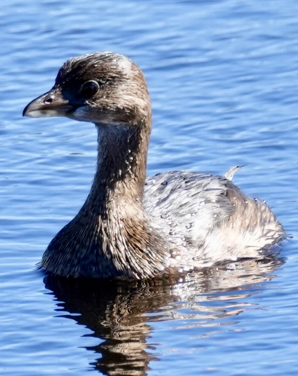 Pied-billed Grebe - ML614114492