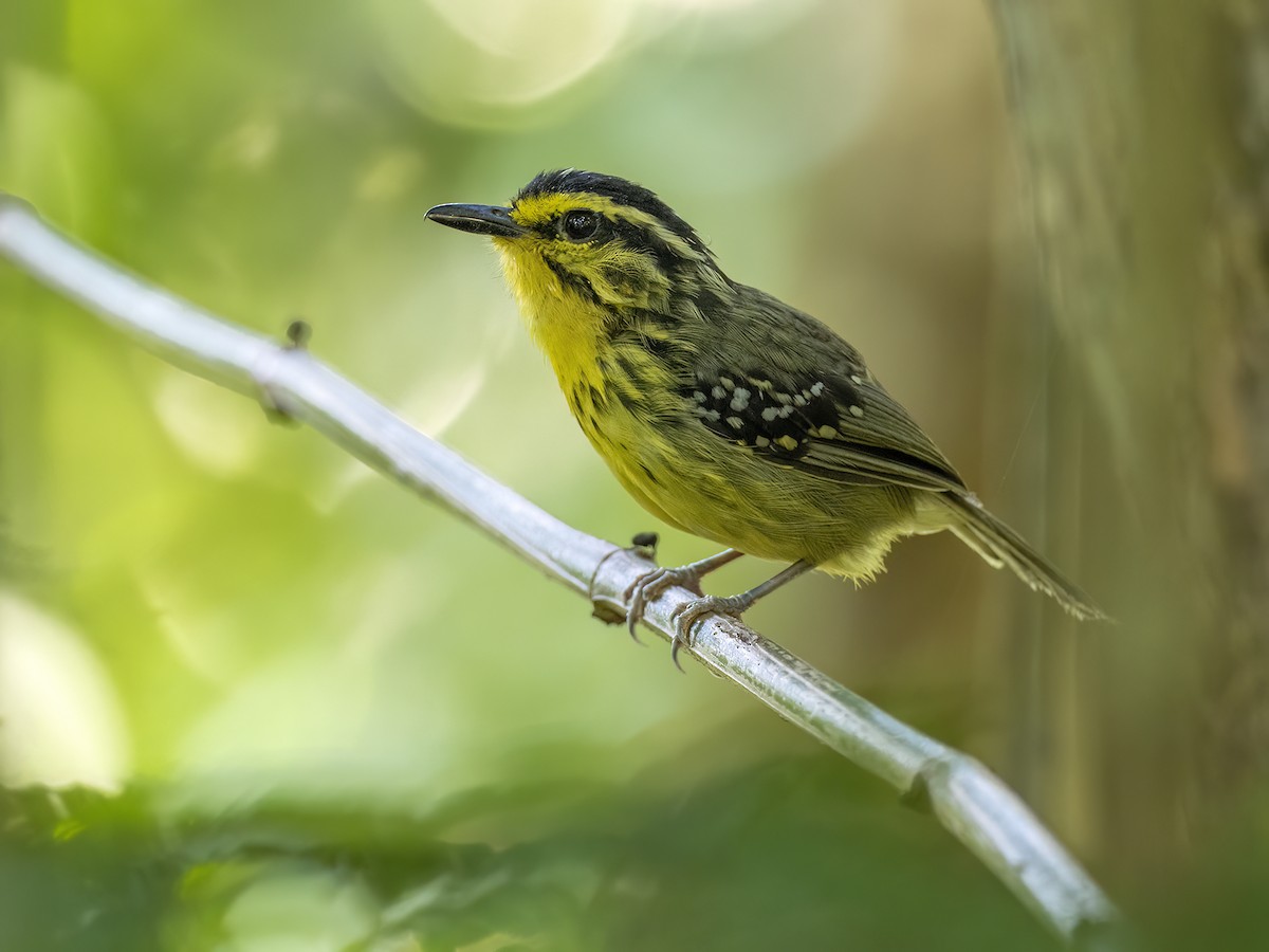 Yellow-browed Antbird - Andres Vasquez Noboa