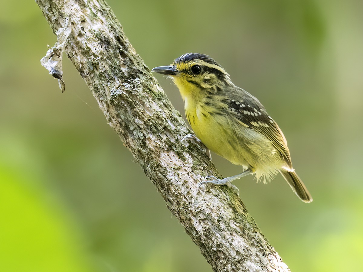 Yellow-browed Antbird - Andres Vasquez Noboa