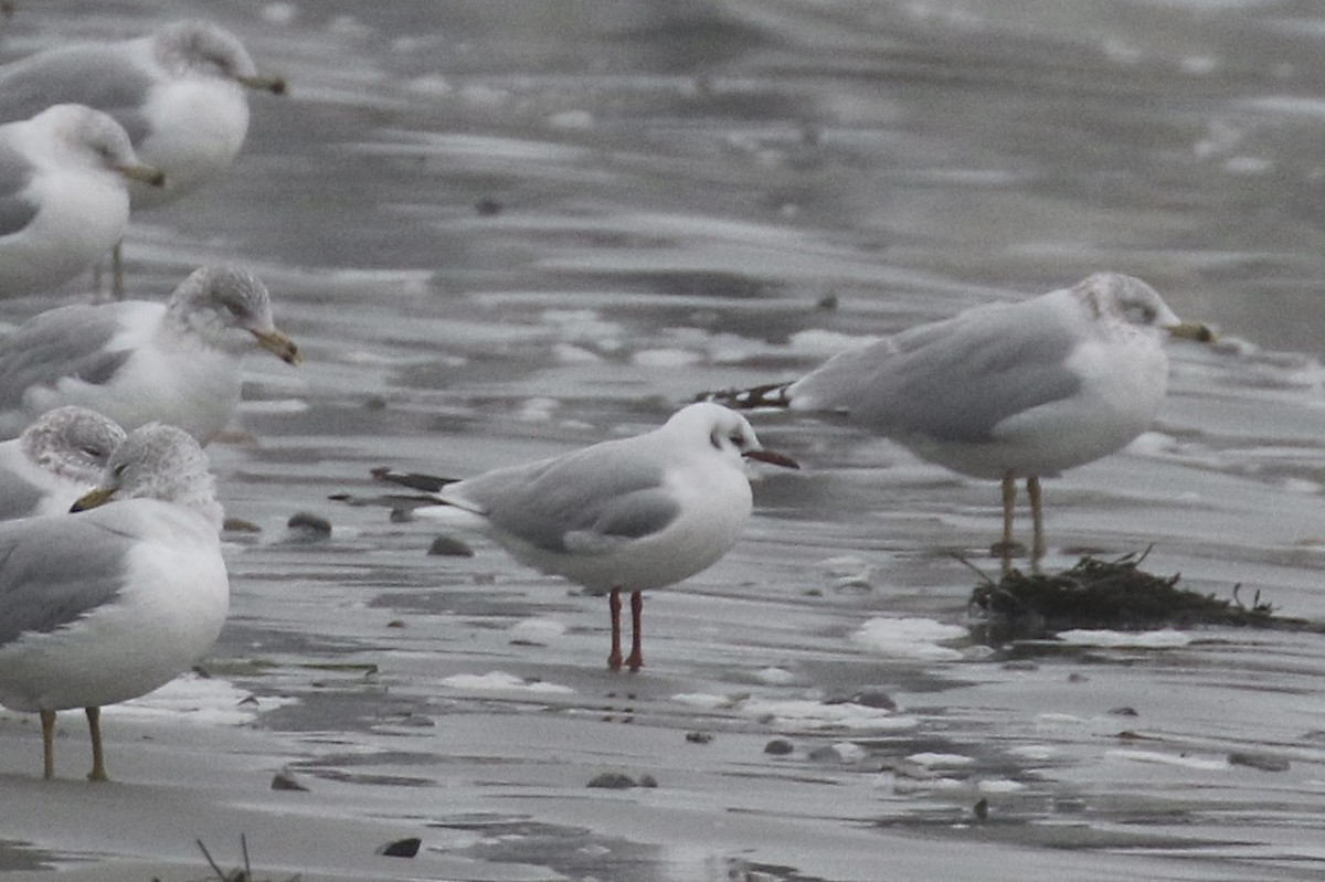 Black-headed Gull - ML614114501