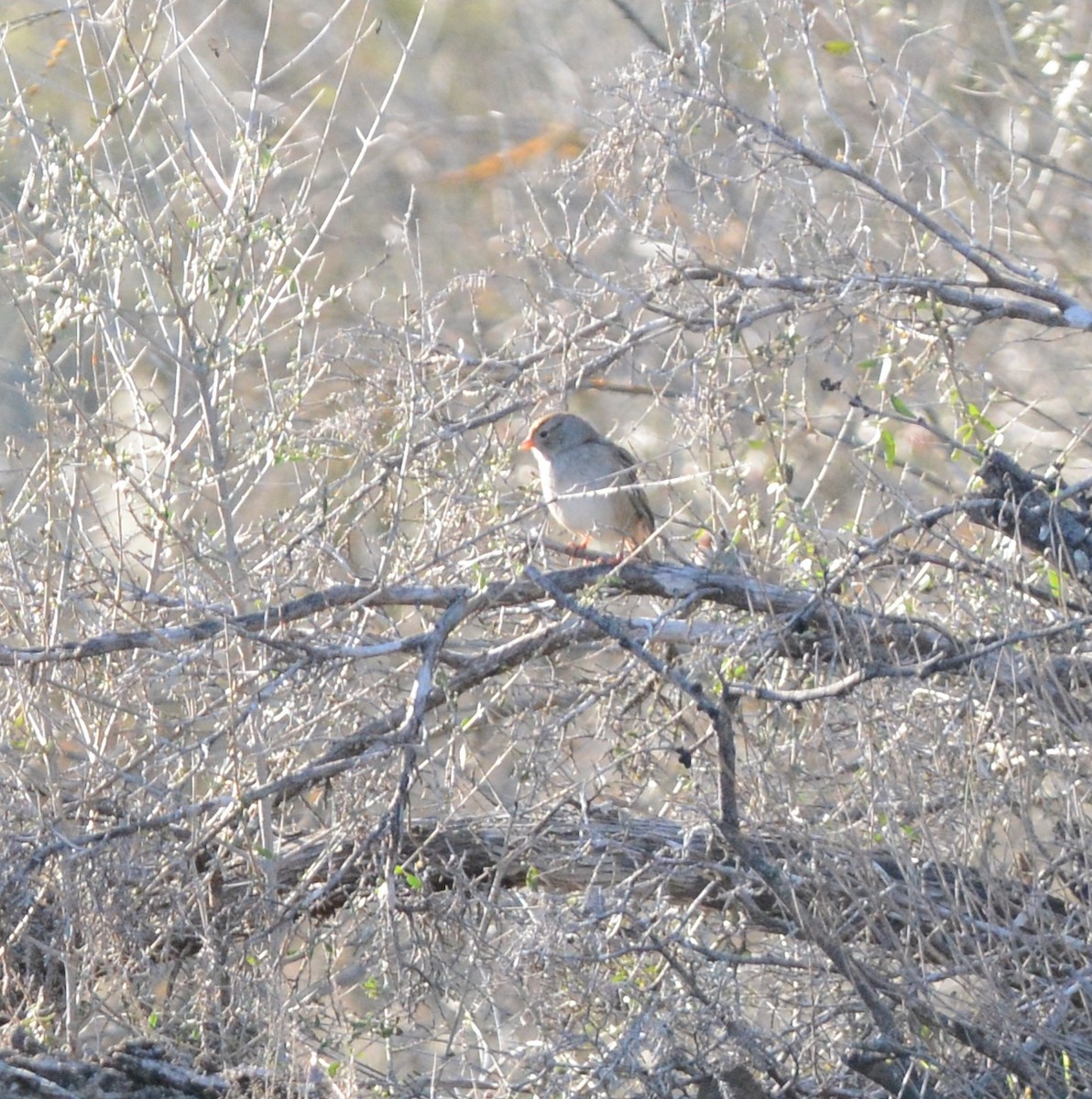 White-crowned Sparrow - ML614114510