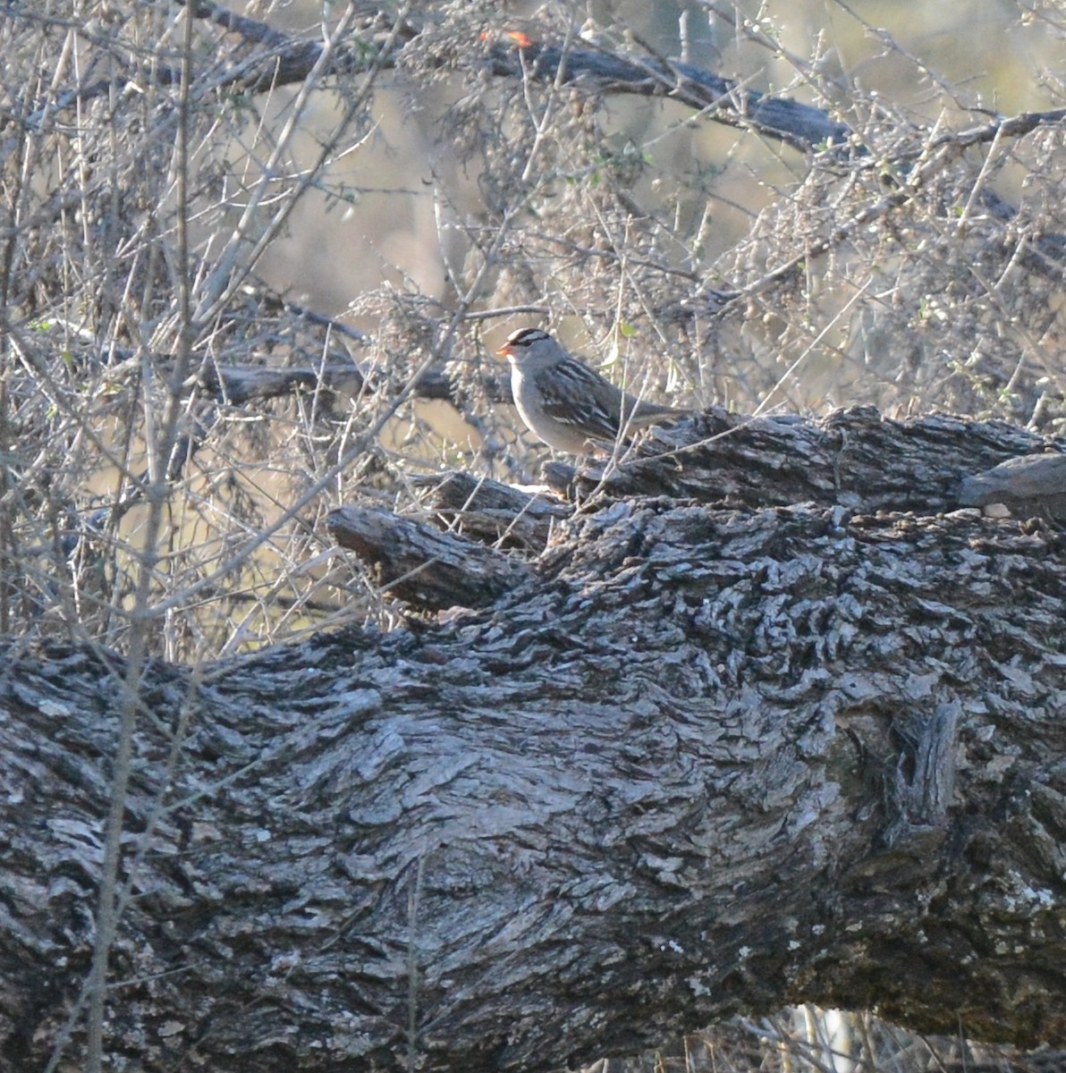 White-crowned Sparrow - ML614114511