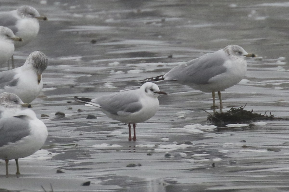 Black-headed Gull - ML614114526