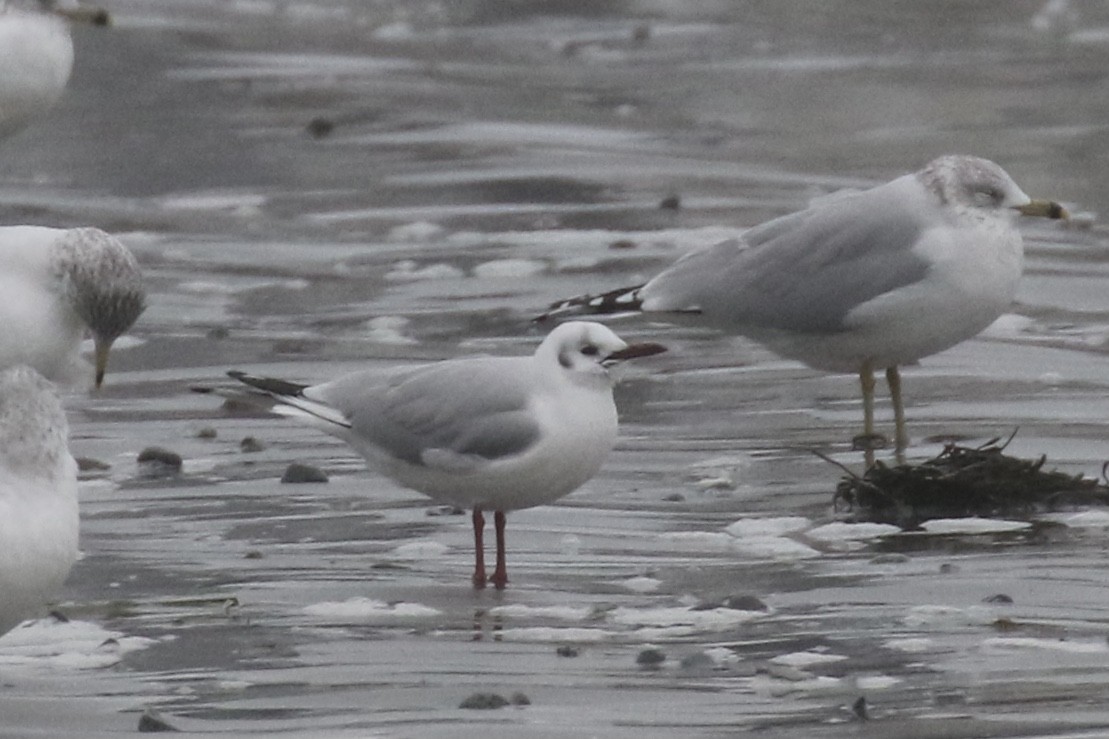 Black-headed Gull - ML614114527