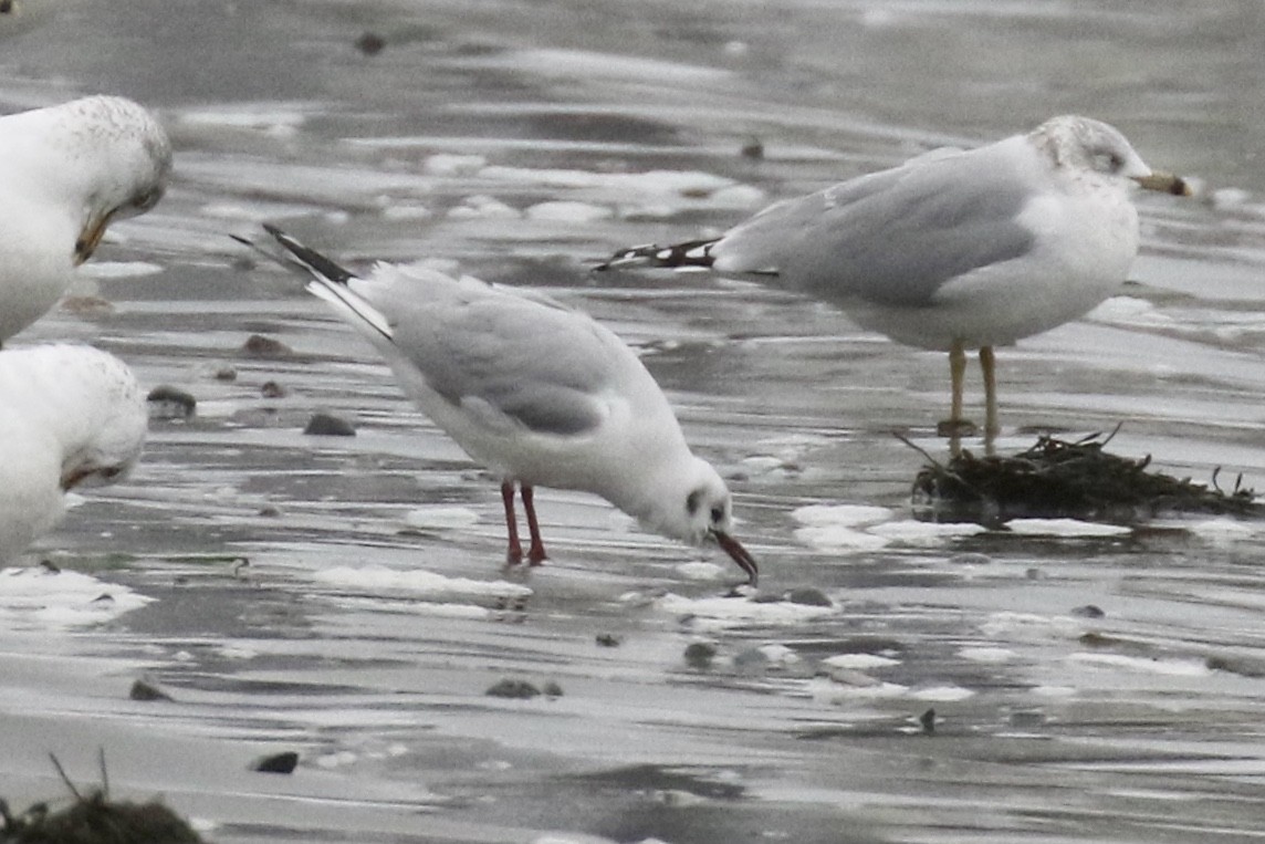 Black-headed Gull - ML614114528