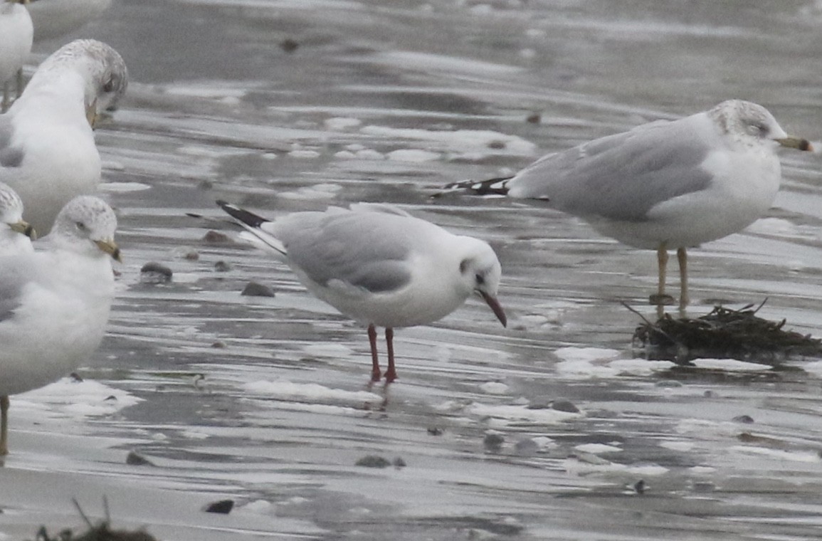 Black-headed Gull - Andy Sanford