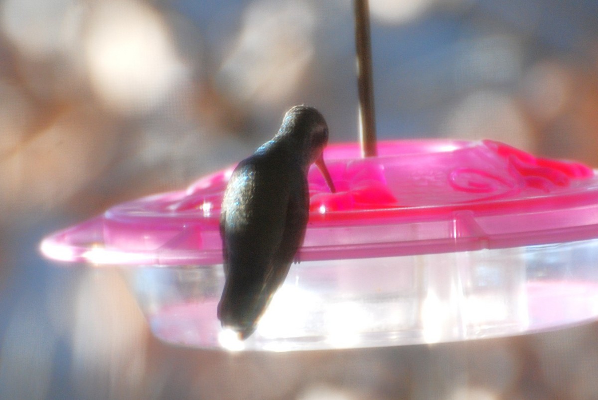 Broad-billed Hummingbird - ML614114570
