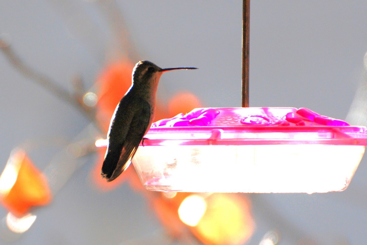 Broad-billed Hummingbird - ML614114572