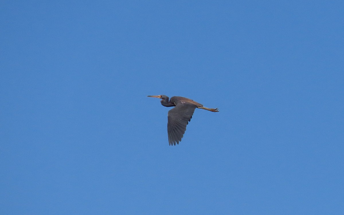 Tricolored Heron - Jim O'Neill