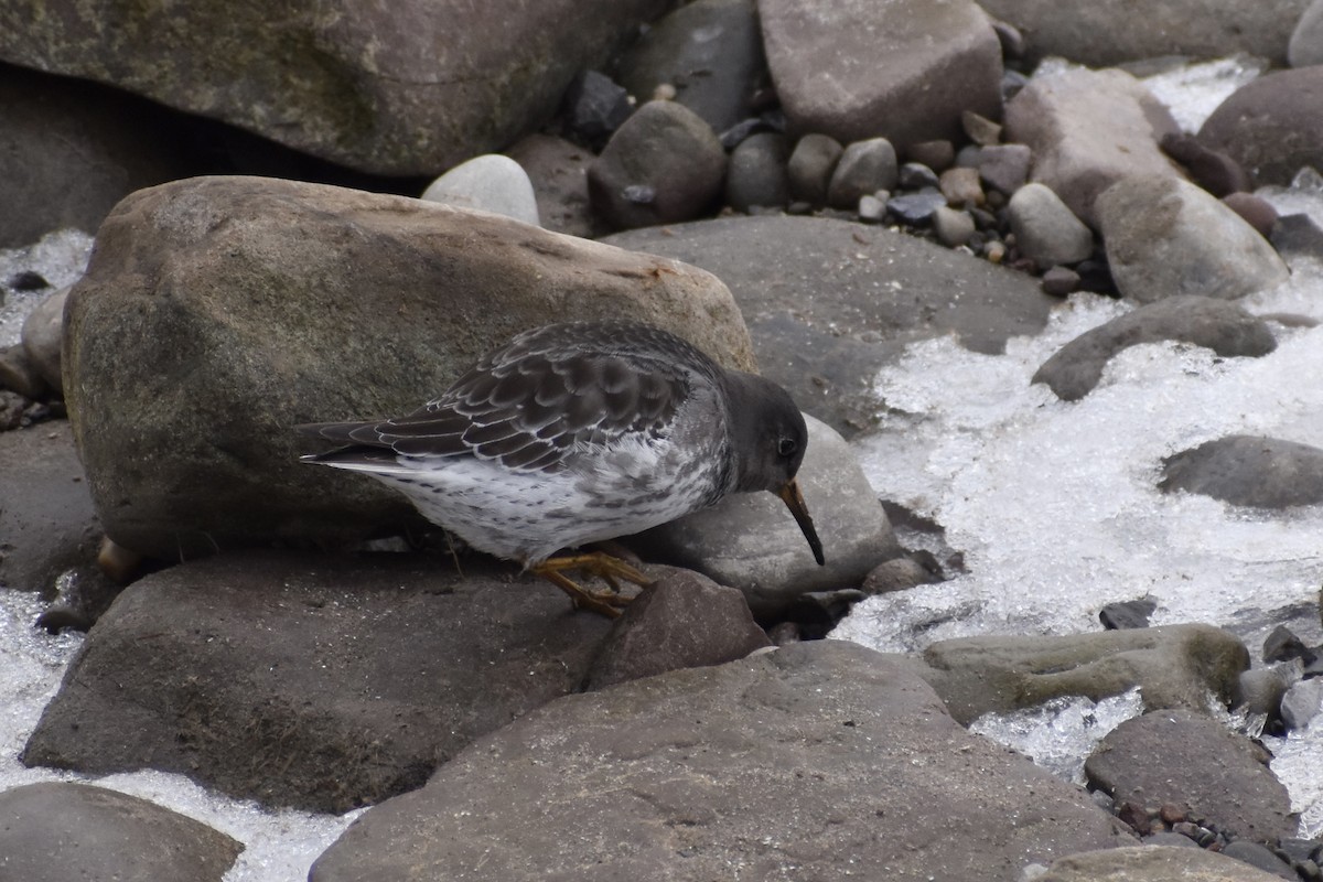 Purple Sandpiper - ML614114675