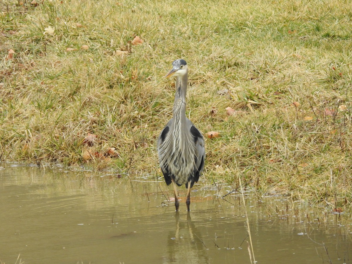 Great Blue Heron - ML614114758