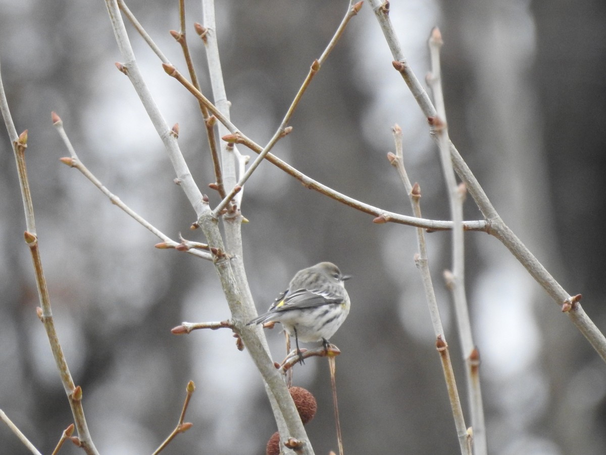 Yellow-rumped Warbler - ML614114790