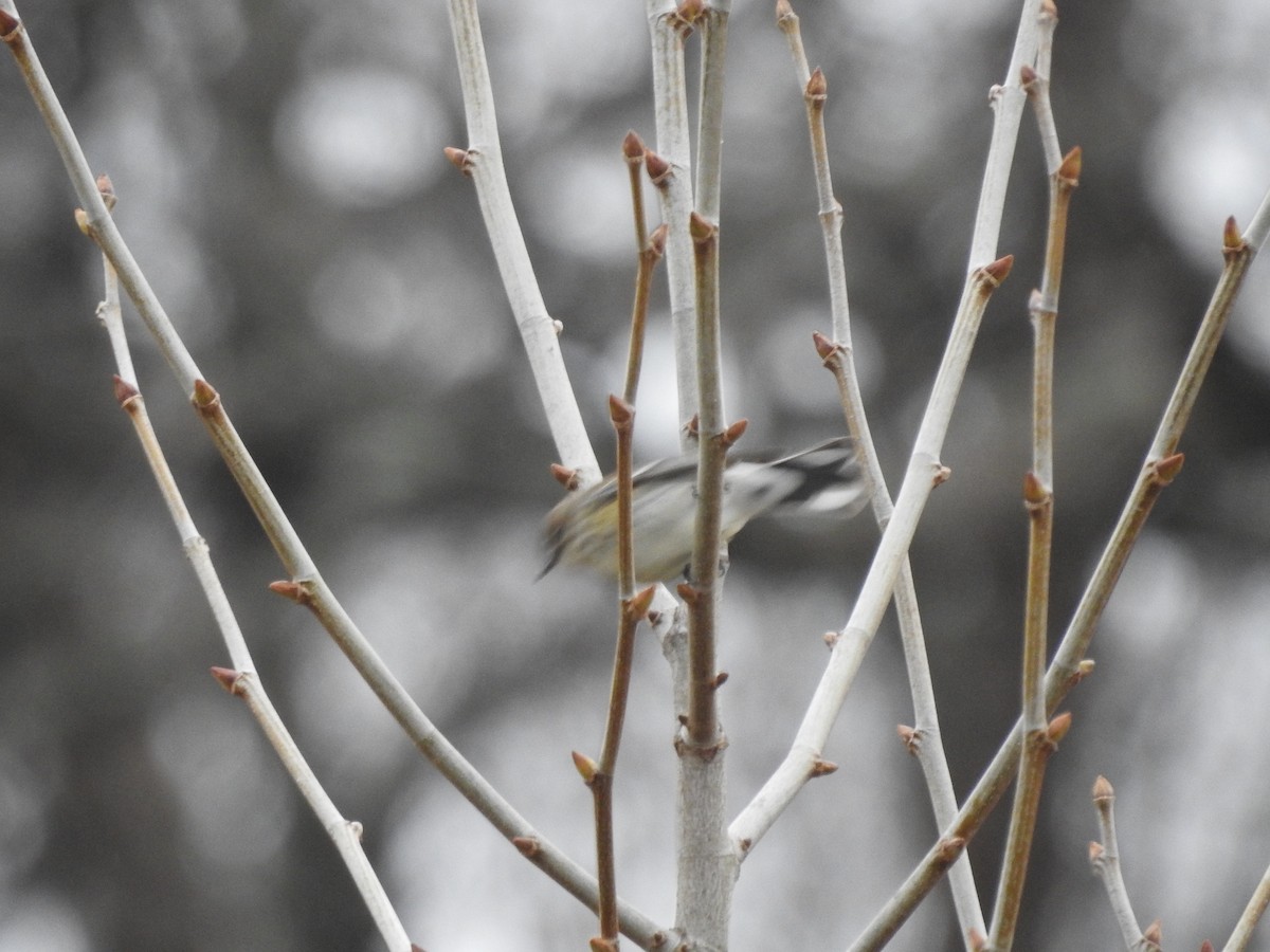 Yellow-rumped Warbler - ML614114791