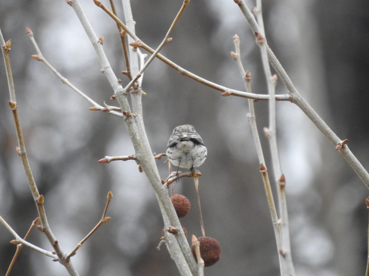 Yellow-rumped Warbler - ML614114792