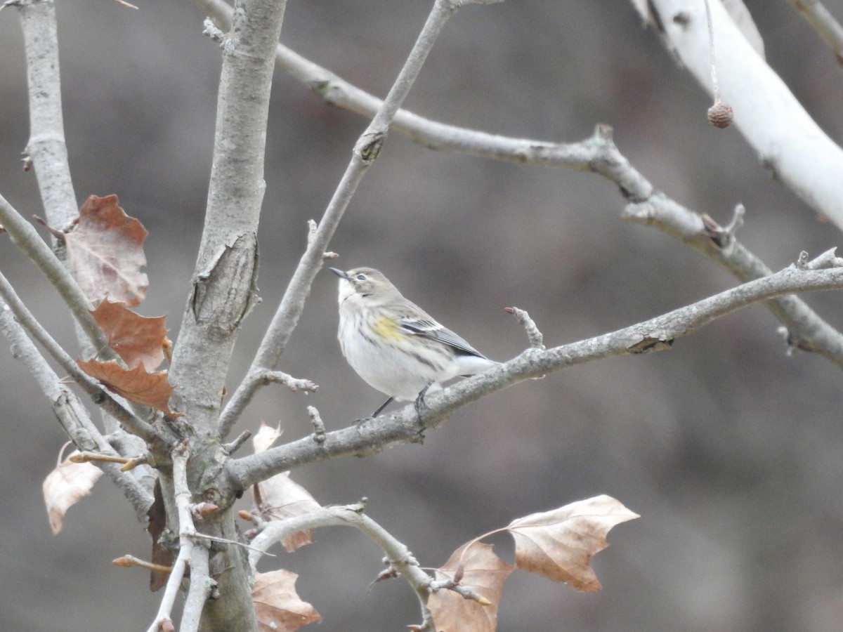 Yellow-rumped Warbler - ML614114793