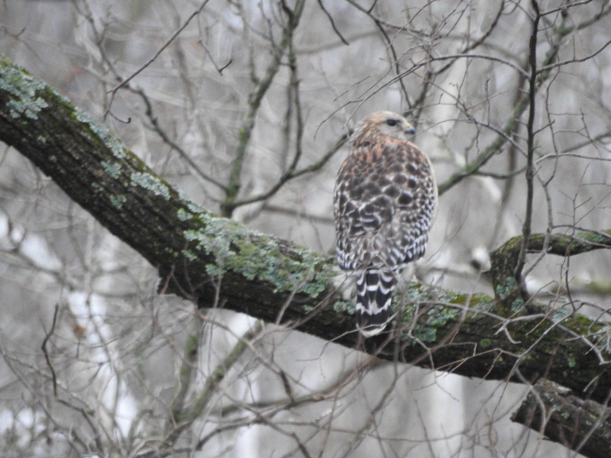 Red-shouldered Hawk - ML614114823