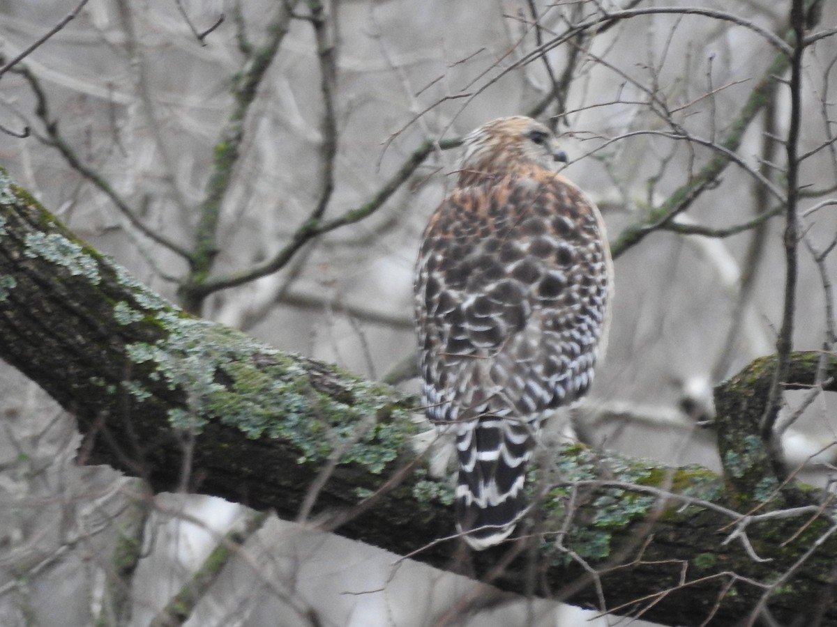 Red-shouldered Hawk - ML614114824