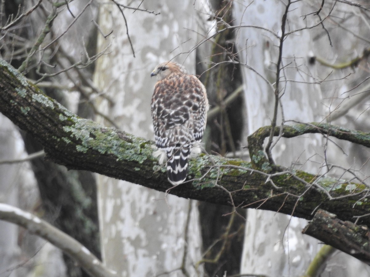 Red-shouldered Hawk - ML614114825