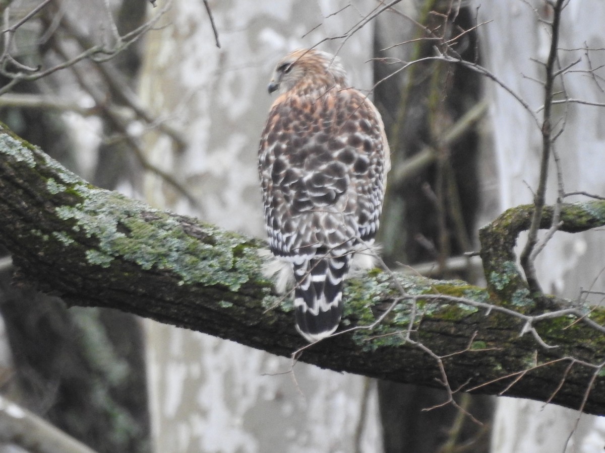 Red-shouldered Hawk - ML614114826