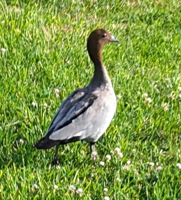 Maned Duck - ML614114875