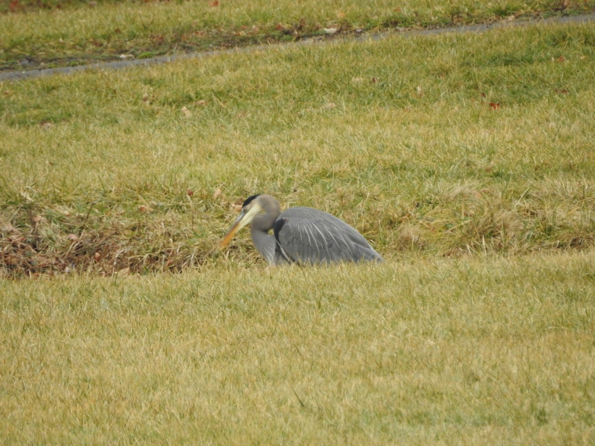 Great Blue Heron - ML614114879