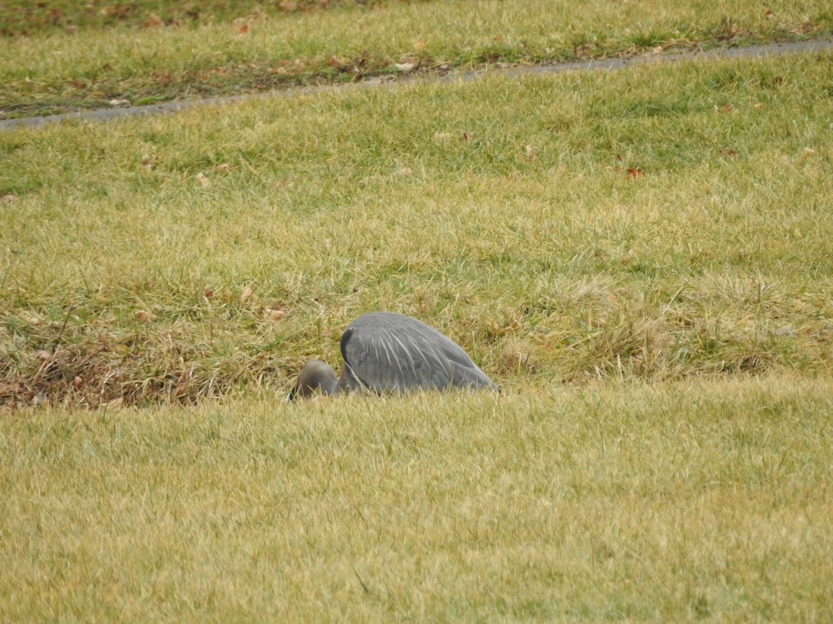 Great Blue Heron - ML614114880