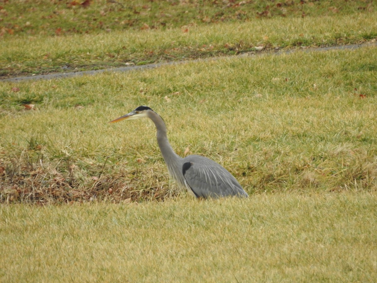 Great Blue Heron - ML614114881