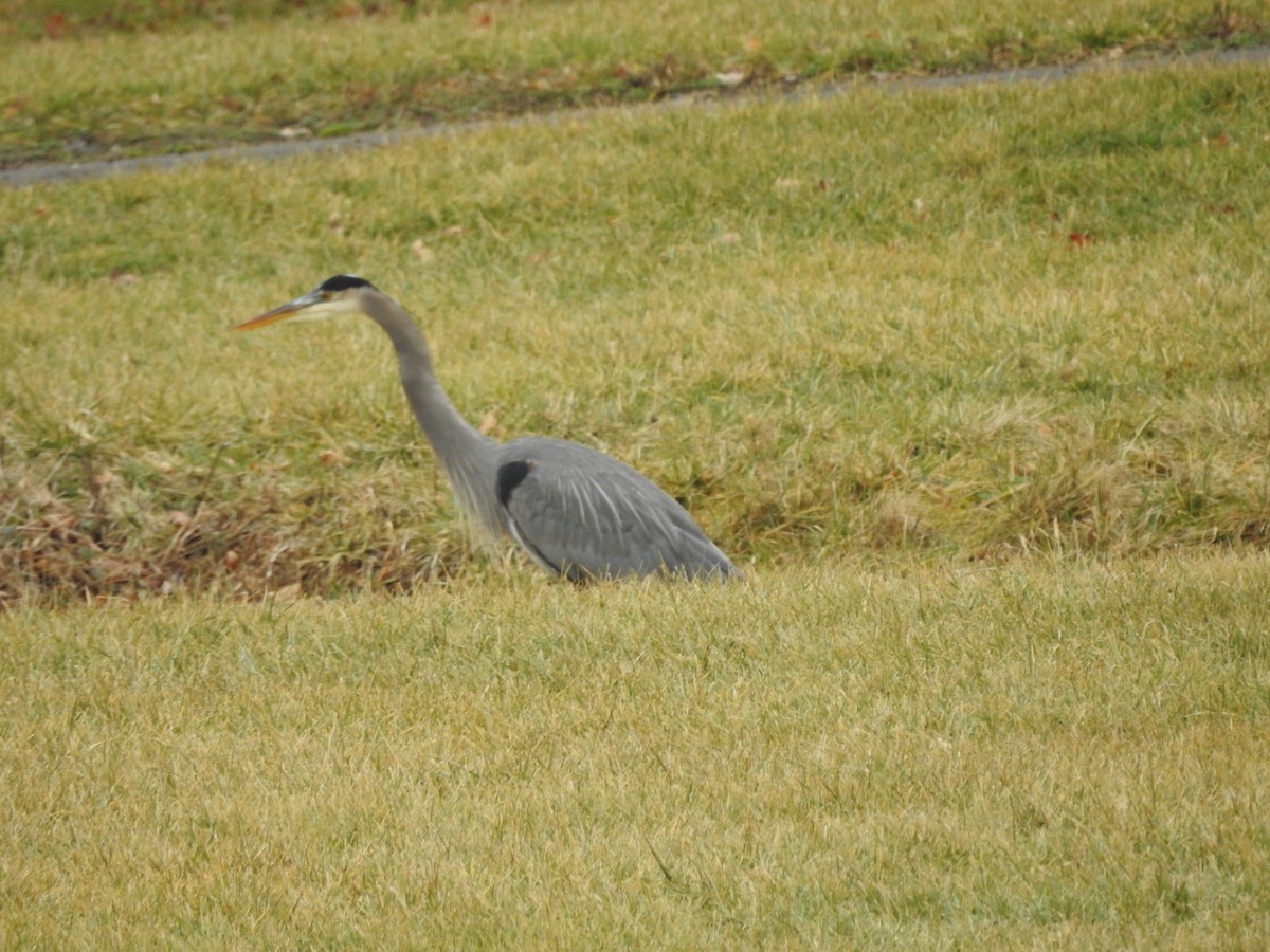 Great Blue Heron - Isaiah Craft