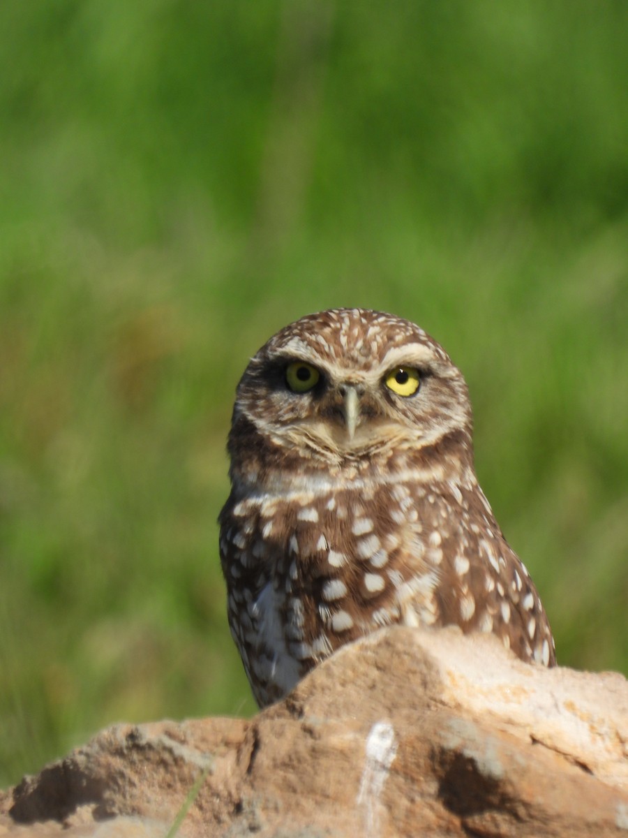 Burrowing Owl - Lynn Scarlett