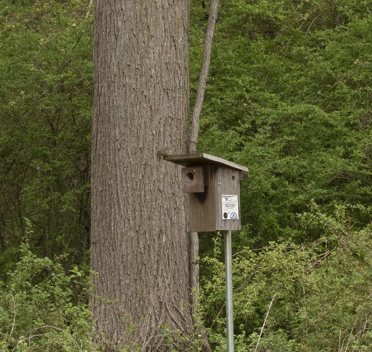 Northern House Wren - ML614114894