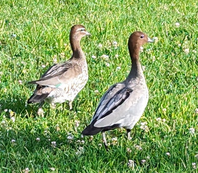 Canard à crinière - ML614114907